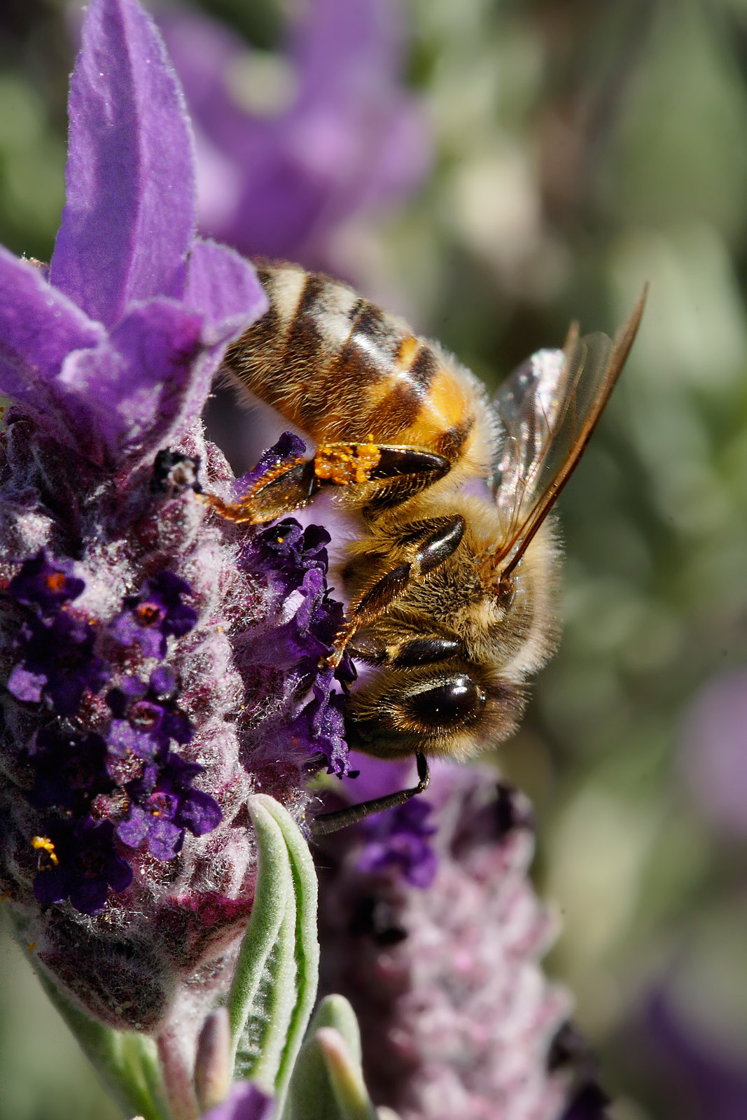 Bee on topped lavendar