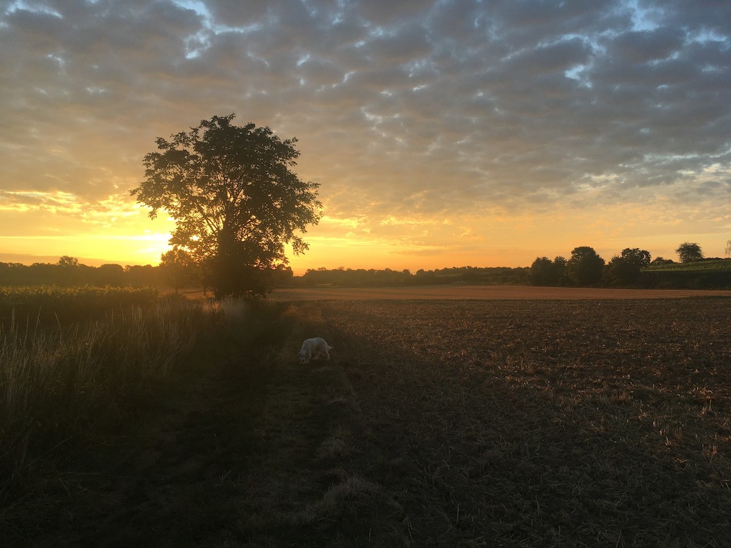 FUNDUS 1919 Felder Baum Hund im Sonnenaufgang quer scr