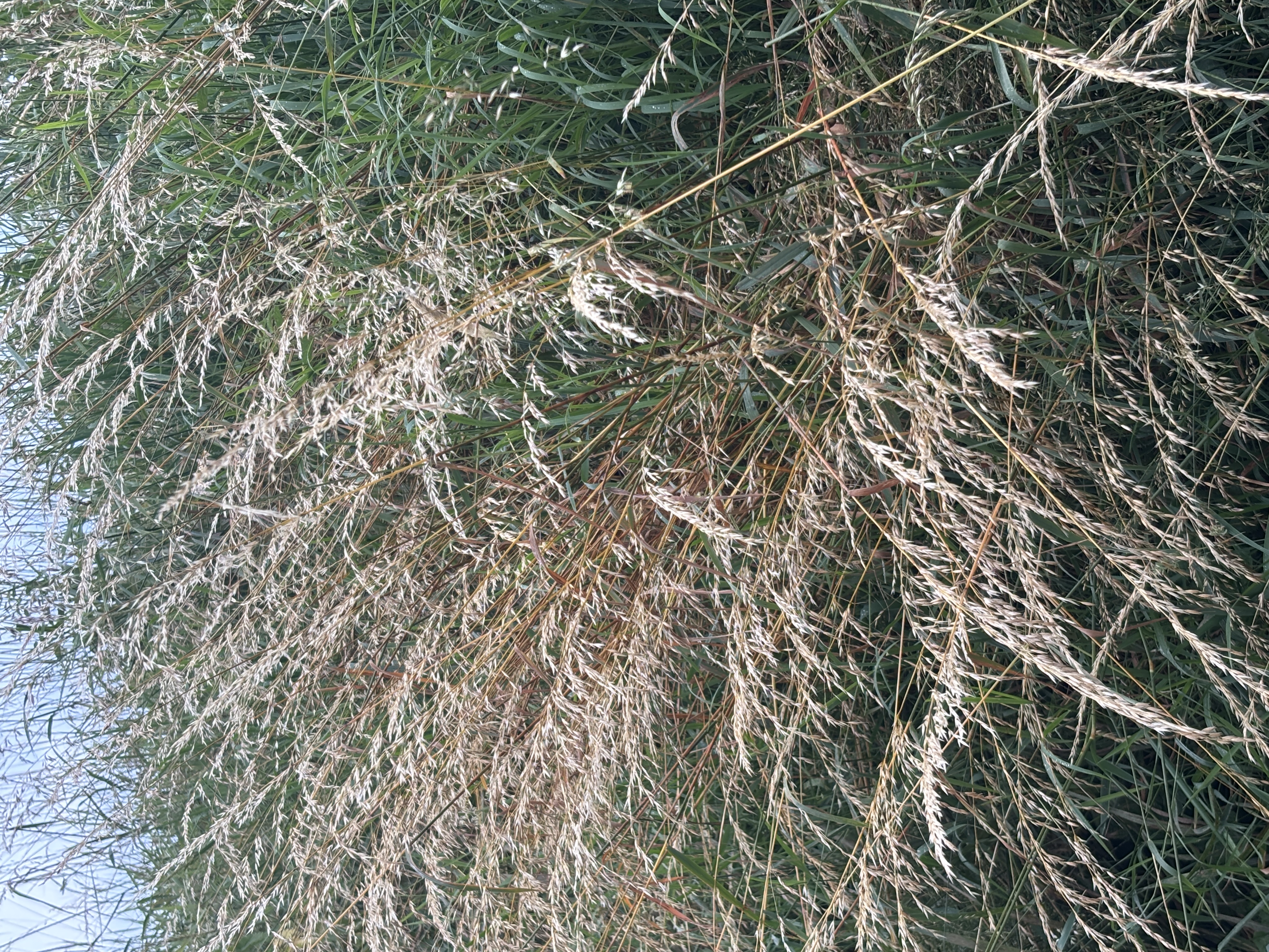 Gras